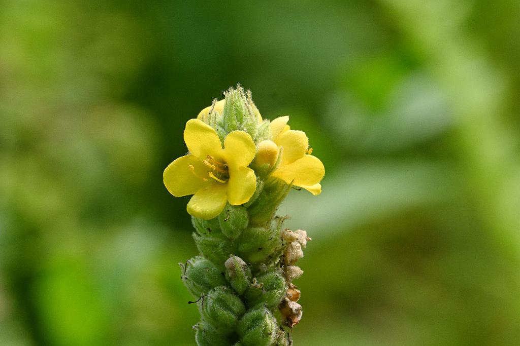2025-08049963 Broad Meadow Brook, MA.JPG - Common Mullein. Broad Meadow Brook Wildlife Sanctuary, MA, 8-4-2025
